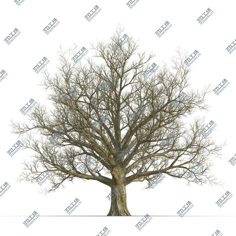 images/goods_img/2021040161/Red Oak Old Tree Winter/2.jpg